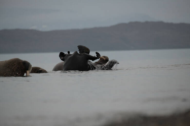 Wildlife Photo Fails So Bad, They’re Brilliant