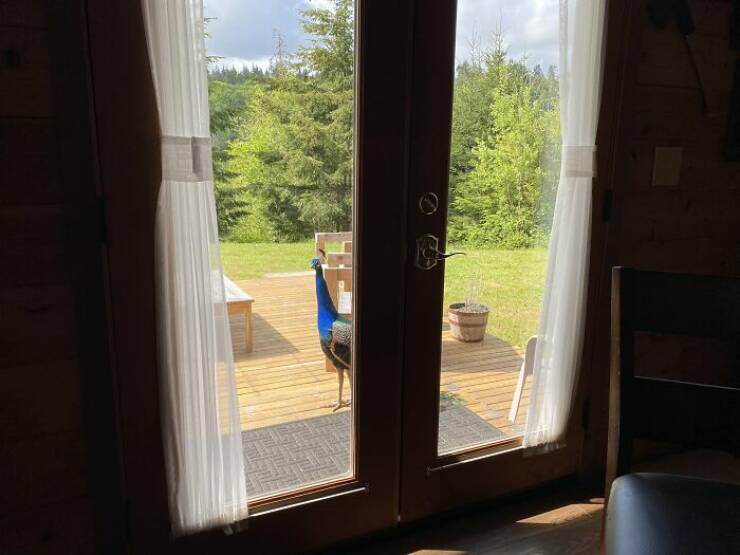 Wildlife Photo Fails So Bad, They’re Brilliant