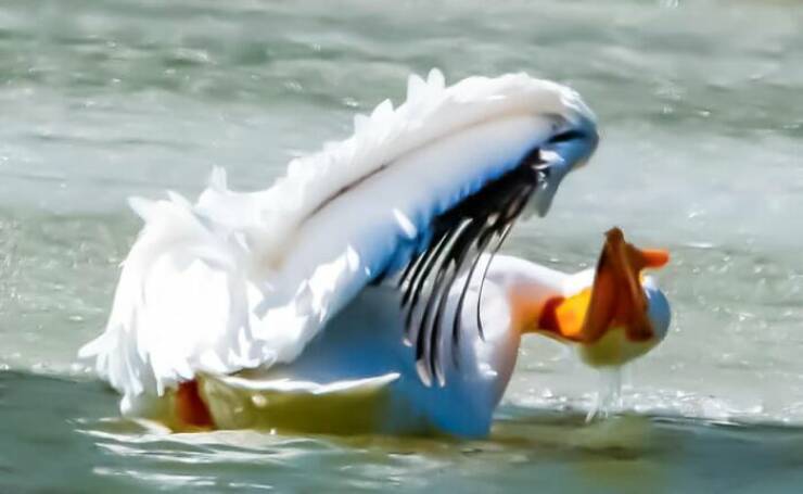 Wildlife Photo Fails So Bad, They’re Brilliant