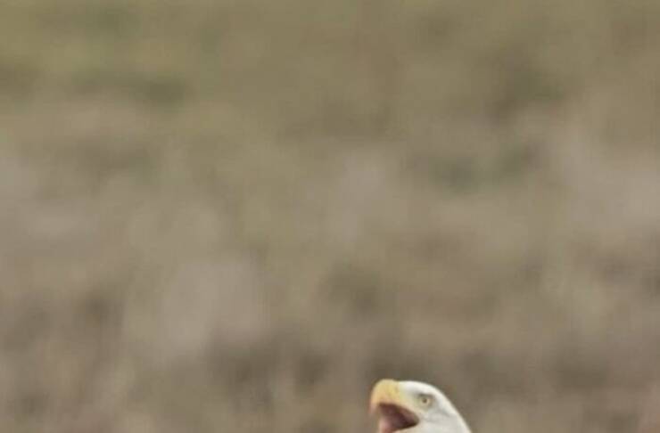 Wildlife Photo Fails So Bad, They’re Brilliant