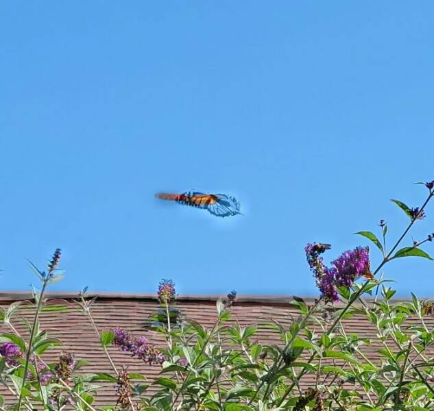 Wildlife Photo Fails So Bad, They’re Brilliant