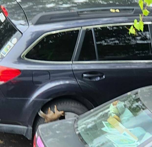 Wildlife Photo Fails So Bad, They’re Brilliant