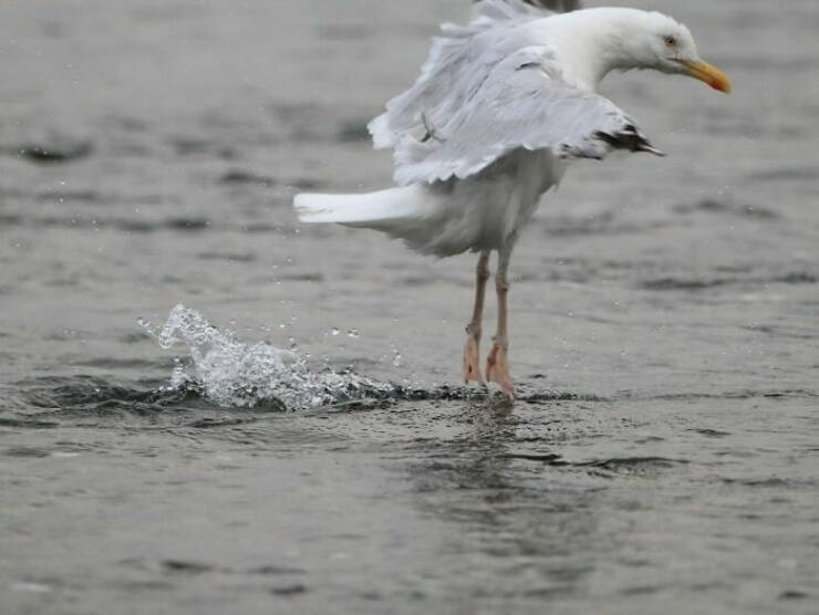Wildlife Photo Fails So Bad, They’re Brilliant