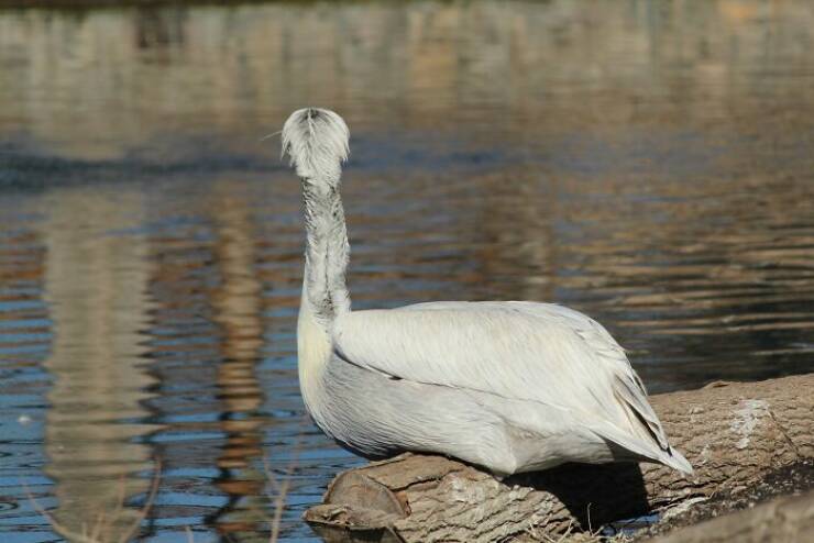 Wildlife Photo Fails So Bad, They’re Brilliant