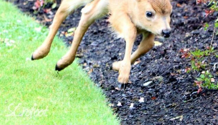 Wildlife Photo Fails So Bad, They’re Brilliant