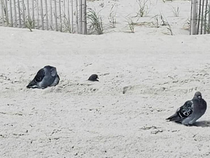 Wildlife Photo Fails So Bad, They’re Brilliant