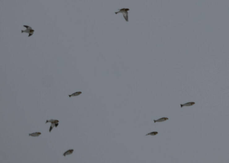 Wildlife Photo Fails So Bad, They’re Brilliant