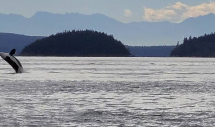 Wildlife Photo Fails So Bad, They’re Brilliant