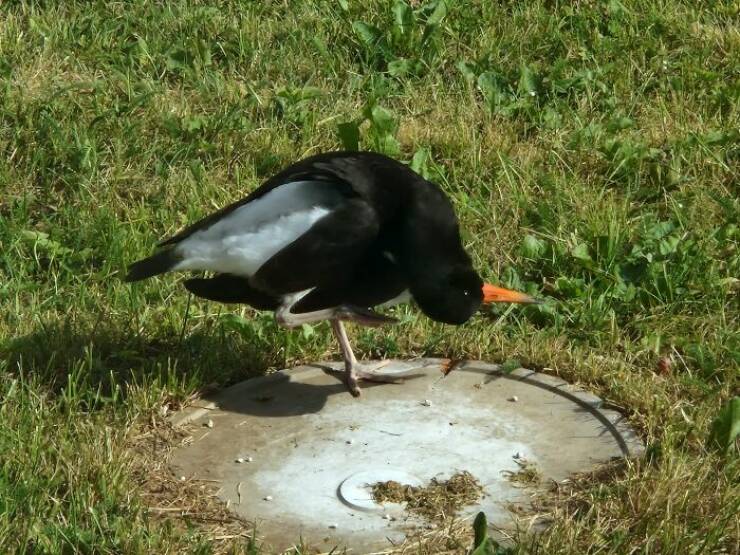 Wildlife Photo Fails So Bad, They’re Brilliant