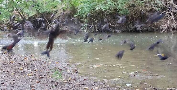 Wildlife Photo Fails So Bad, They’re Brilliant