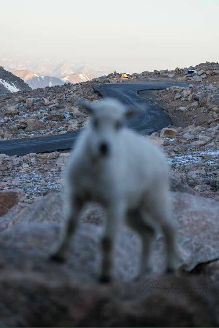 Wildlife Photo Fails So Bad, They’re Brilliant