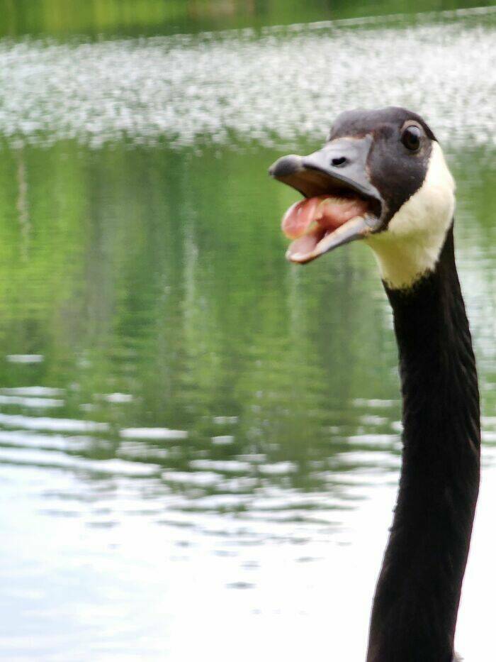 Wildlife Photo Fails So Bad, They’re Brilliant