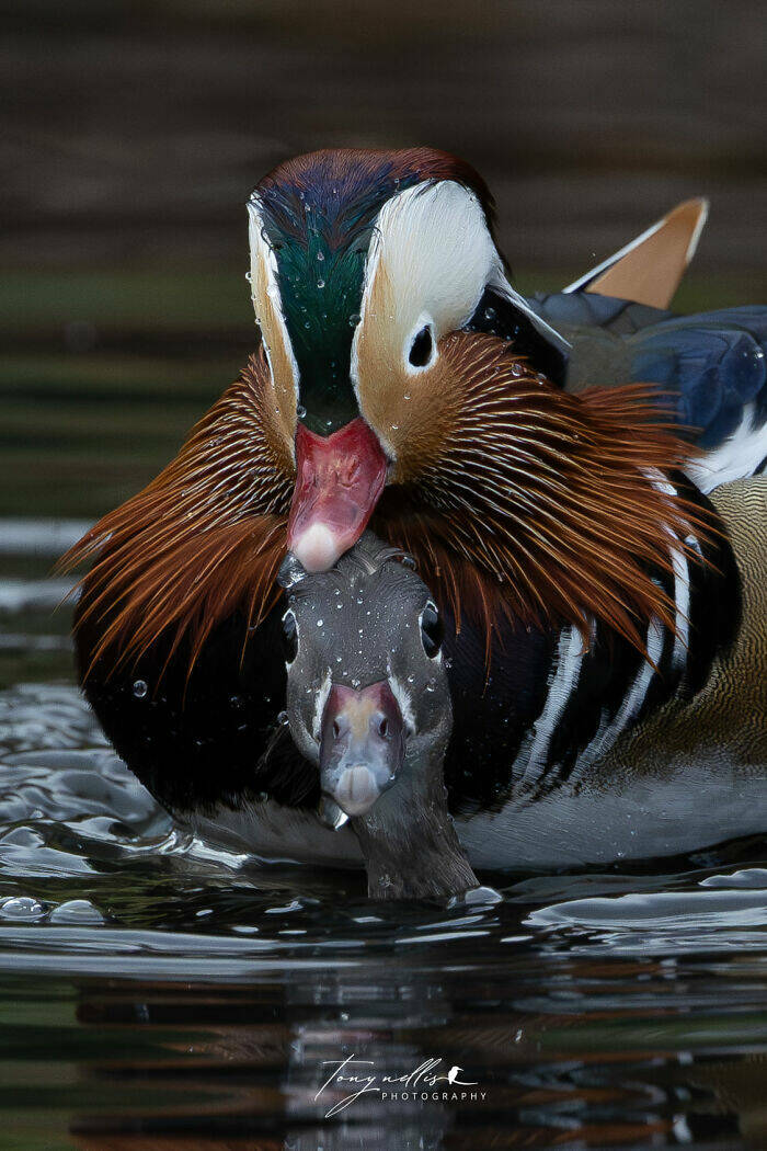 Wildlife Photo Fails So Bad, They’re Brilliant