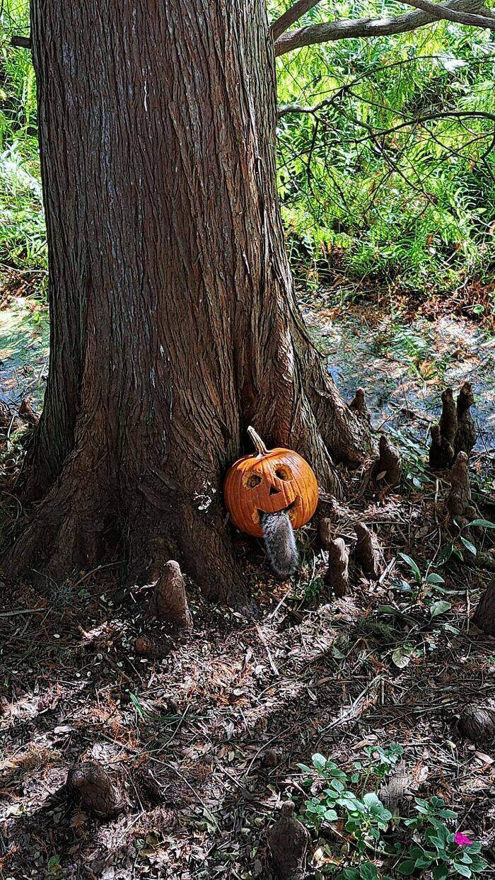 Wildlife Photo Fails So Bad, They’re Brilliant