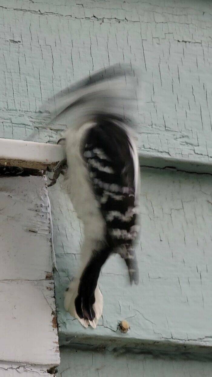 Wildlife Photo Fails So Bad, They’re Brilliant