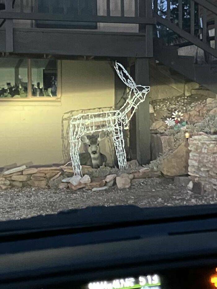 Wildlife Photo Fails So Bad, They’re Brilliant