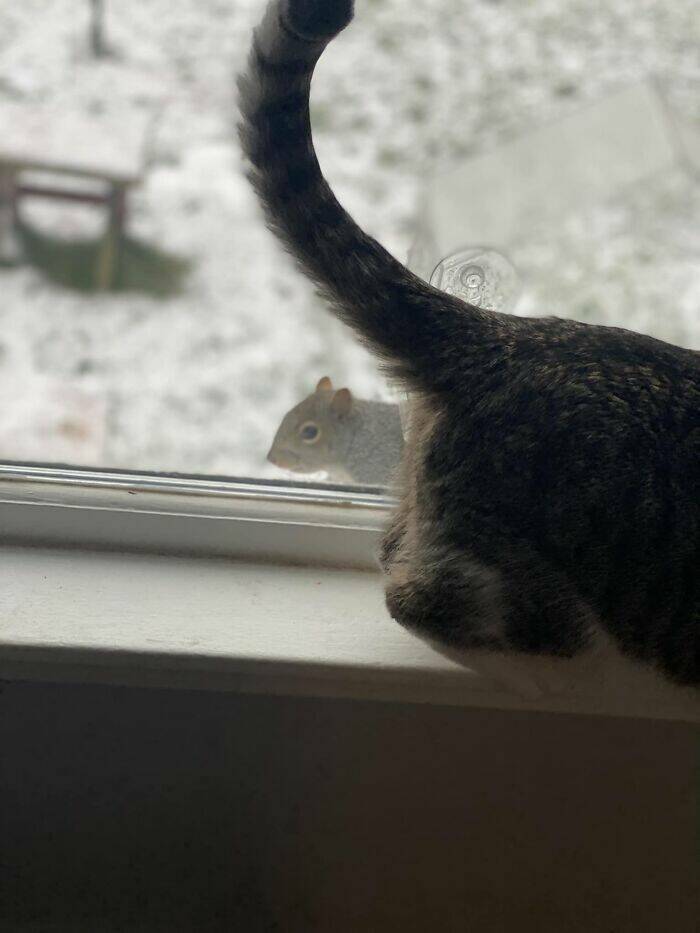 Wildlife Photo Fails So Bad, They’re Brilliant