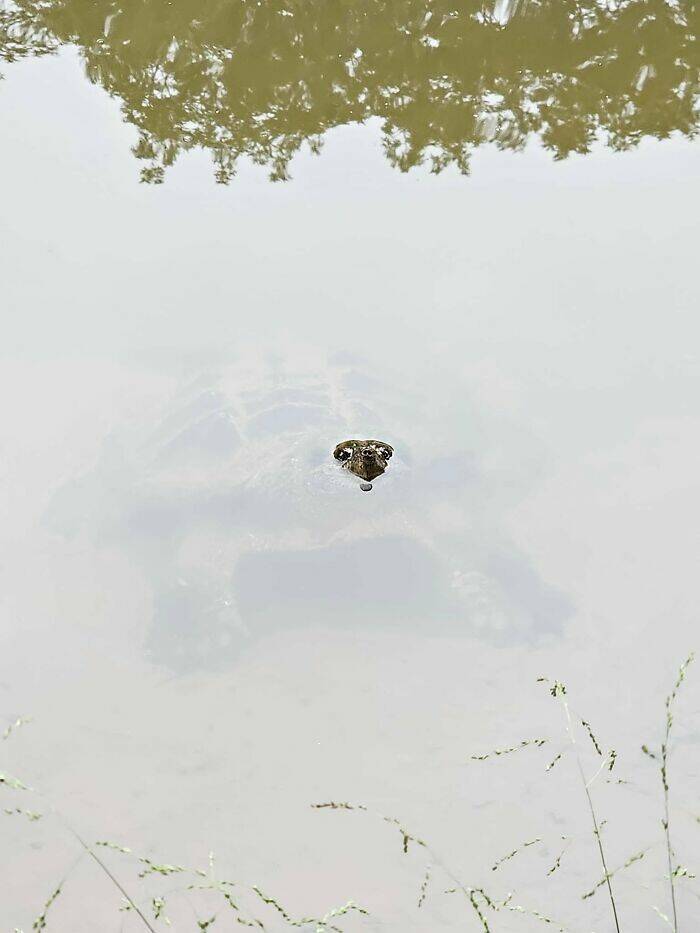 Wildlife Photo Fails So Bad, They’re Brilliant