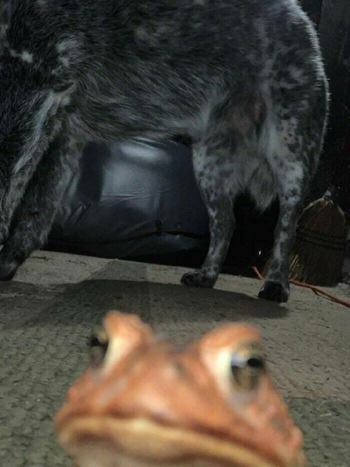 Wildlife Photo Fails So Bad, They’re Brilliant