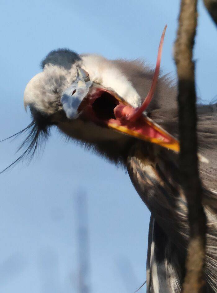 Wildlife Photo Fails So Bad, They’re Brilliant