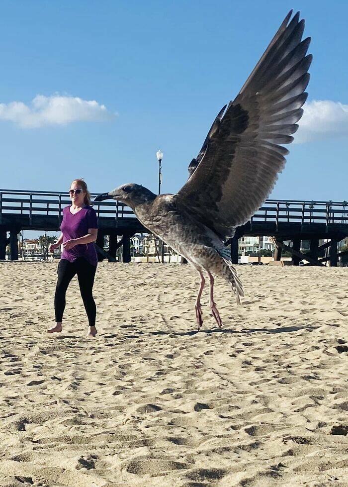 Wildlife Photo Fails So Bad, They’re Brilliant