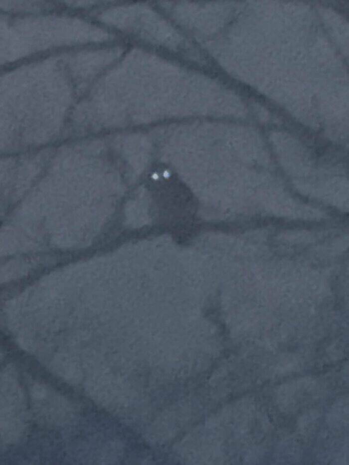 Wildlife Photo Fails So Bad, They’re Brilliant