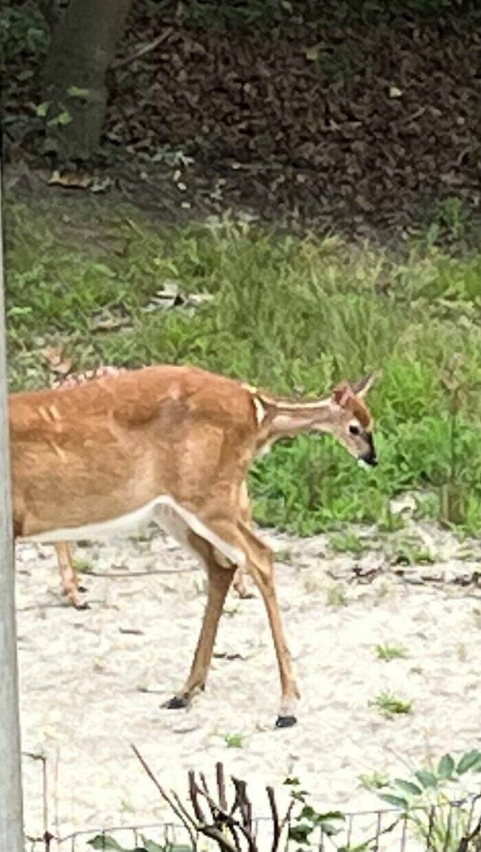 Wildlife Photo Fails So Bad, They’re Brilliant
