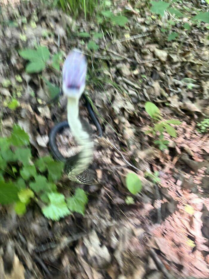 Wildlife Photo Fails So Bad, They’re Brilliant