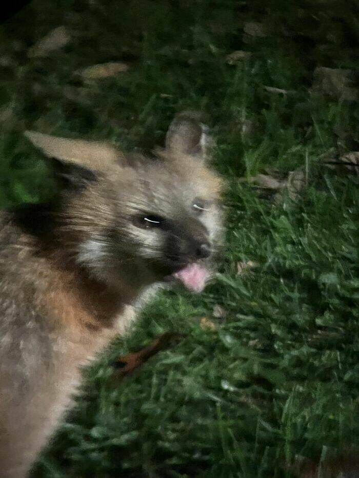 Wildlife Photo Fails So Bad, They’re Brilliant