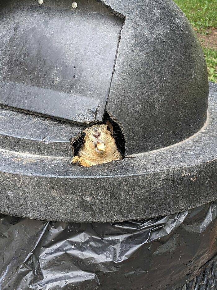 Wildlife Photo Fails So Bad, They’re Brilliant