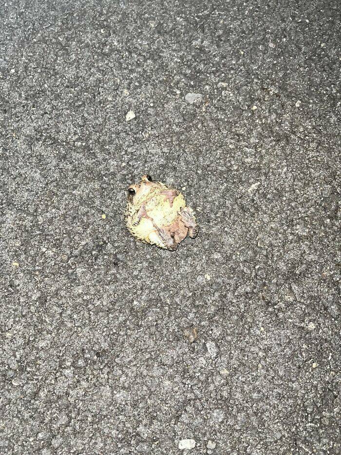 Wildlife Photo Fails So Bad, They’re Brilliant