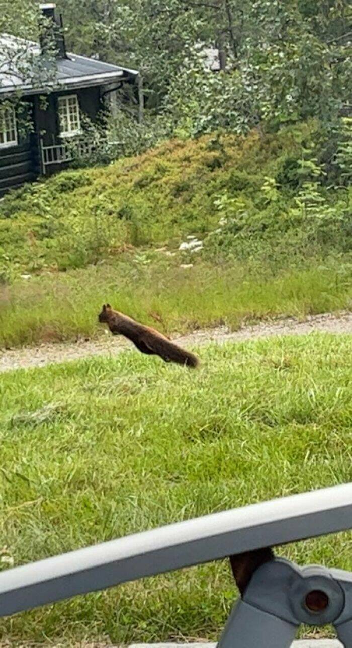 Wildlife Photo Fails So Bad, They’re Brilliant