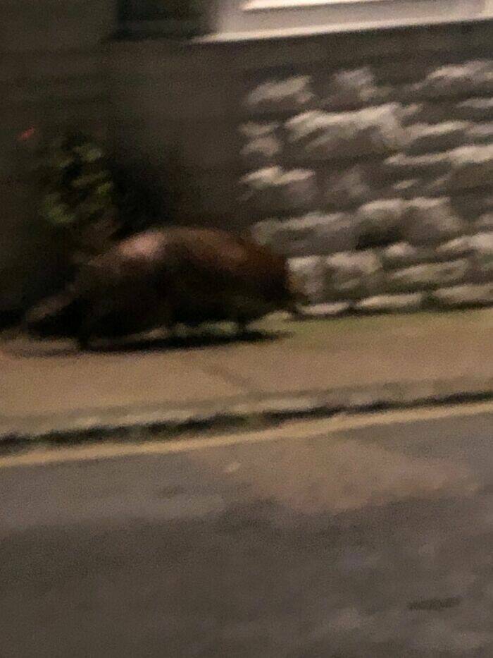 Wildlife Photo Fails So Bad, They’re Brilliant