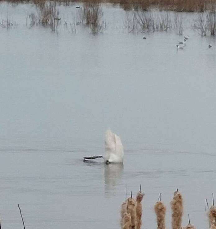 Wildlife Photo Fails So Bad, They’re Brilliant