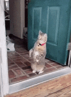 Daily Gifdump Daily Gifdump