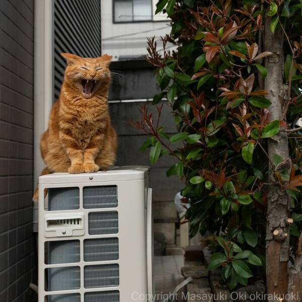 Embracing The Whimsical World Of Cats