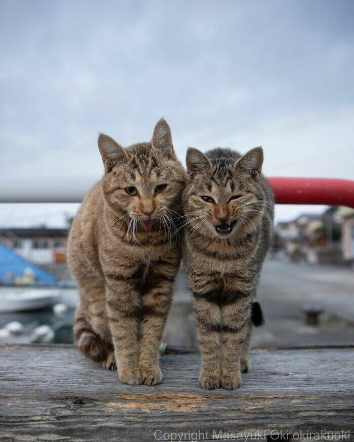 Embracing The Whimsical World Of Cats