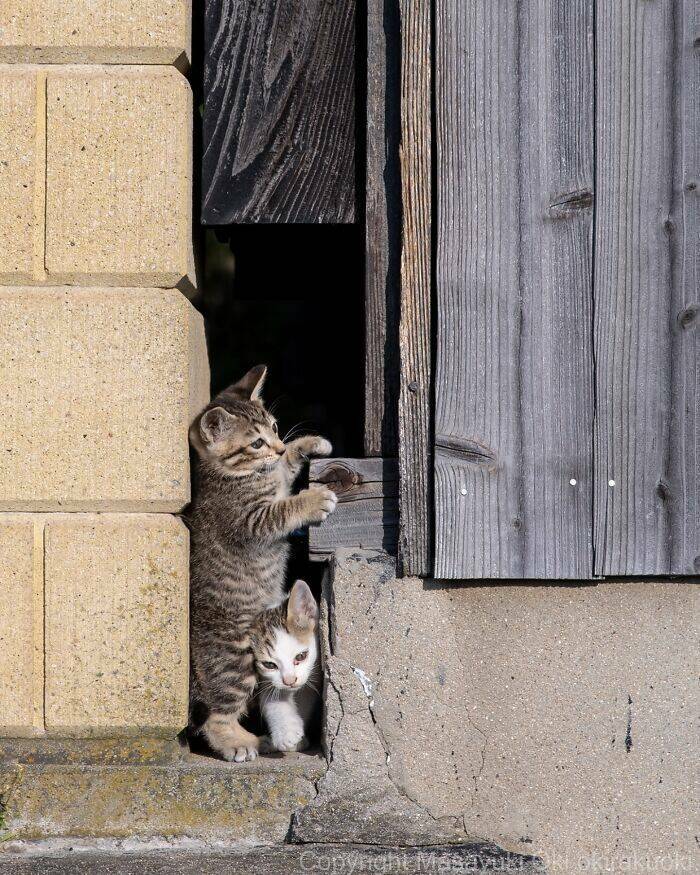 Embracing The Whimsical World Of Cats