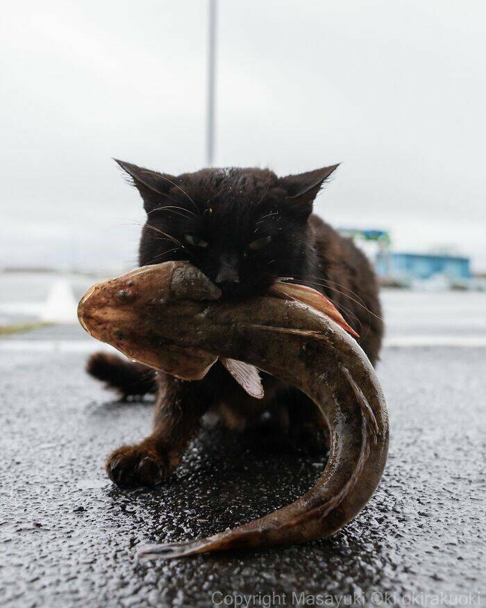 Embracing The Whimsical World Of Cats