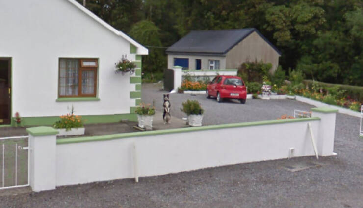 Animals Caught On Google Earth