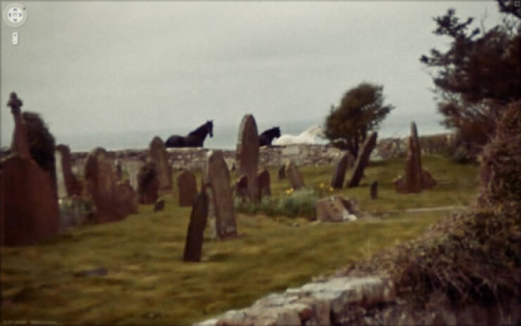 Animals Caught On Google Earth