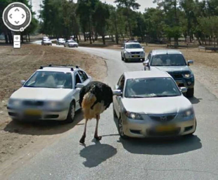 Animals Caught On Google Earth