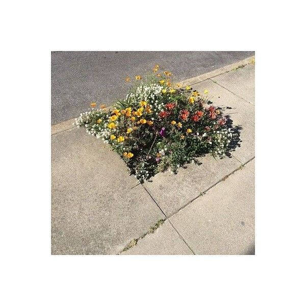 Gardening Gone Wild Gardening Gone Wild