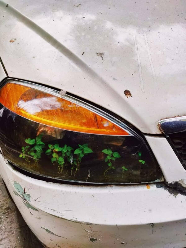 Gardening Gone Wild Gardening Gone Wild