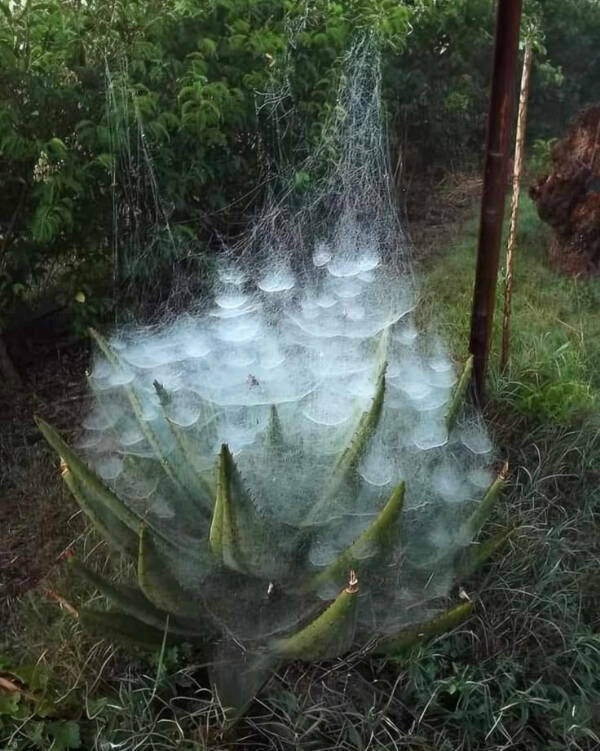 Gardening Gone Wild Gardening Gone Wild