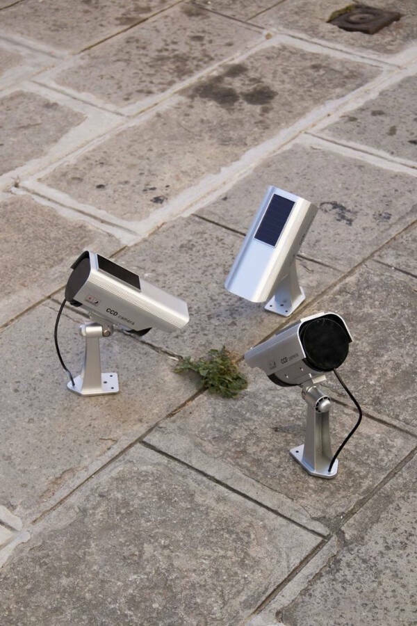 Gardening Gone Wild Gardening Gone Wild