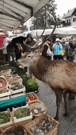 Daily Gifdump Daily Gifdump