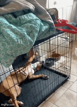 Daily Gifdump Daily Gifdump