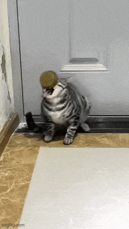 Daily Gifdump Daily Gifdump