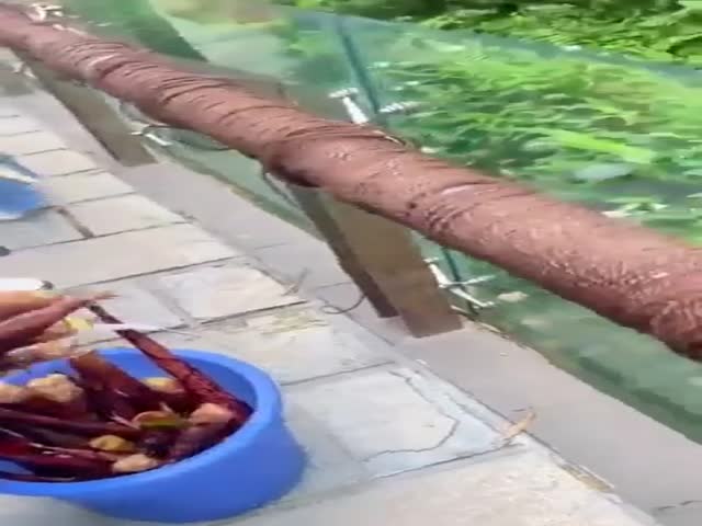 I Wonder How They Survive In Wild!